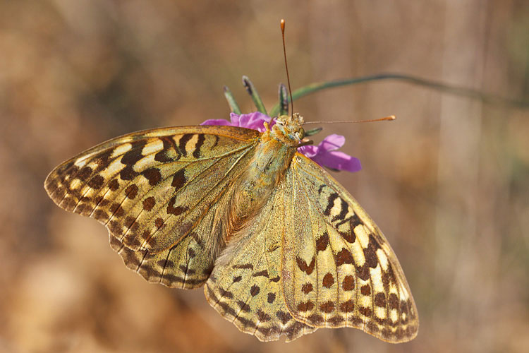 Potrebbe essere Argynnis pandora?